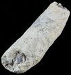 Fish Coprolite (Fossil Poo) - Kansas #49344-1
